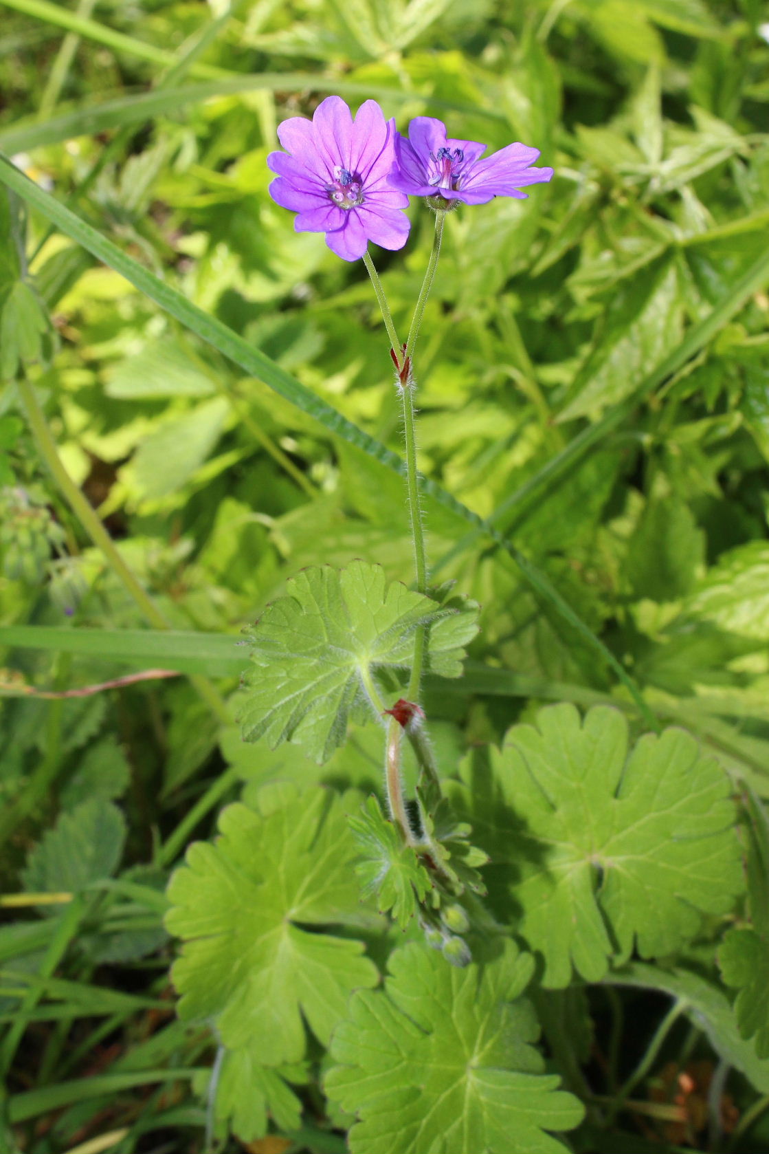 Geranium pyrenaicum / Geranio dei Pirenei